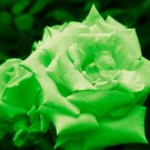 Yunnan Dark Green Rose Seedling Perennial Flower 20 PCS Seeds