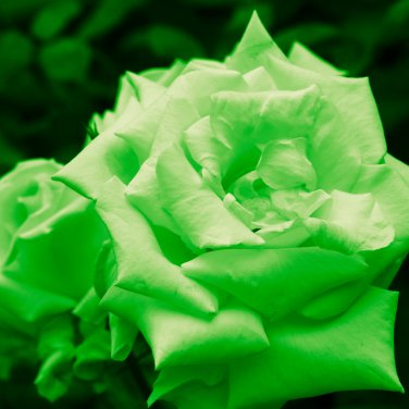 Yunnan Dark Green Rose Seedling Perennial Flower 20 PCS Seeds