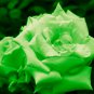 Yunnan Dark Green Rose Seedling Perennial Flower 20 PCS Seeds