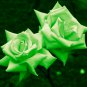 Yunnan Dark Green Rose Seedling Perennial Flower 20 PCS Seeds