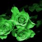 Yunnan Dark Green Rose Seedling Perennial Flower 20 PCS Seeds