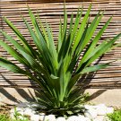 Yucca Bonsai DIY Potted Plants IndoorOutdoor Pot 200 PCS Seeds