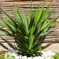 Yucca Bonsai DIY Potted Plants IndoorOutdoor Pot 200 PCS Seeds