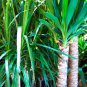 Yucca Bonsai DIY Potted Plants IndoorOutdoor Pot 200 PCS Seeds