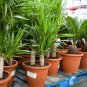 Yucca Bonsai DIY Potted Plants IndoorOutdoor Pot 200 PCS Seeds