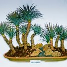 Yucca Bonsai DIY Potted Plants 50 PCS Seeds
