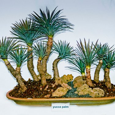 Yucca Bonsai DIY Potted Plants 50 PCS Seeds