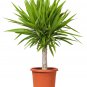 Yucca Bonsai DIY Potted Plants 50 PCS Seeds