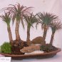 Yucca Bonsai DIY Potted Plants 50 PCS Seeds