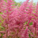 Younique Cerise Pink Astilbe Perennial Flower 100 PCS Seeds Younique Cerise Pink Astilbe Perennial Flower 100 PCS Seeds