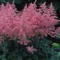 Younique Cerise Pink Astilbe Perennial Flower 100 PCS Seeds