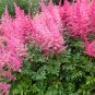 Younique Cerise Pink Astilbe Perennial Flower 100 PCS Seeds