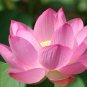 ymphaea Eldorado Asian Pink Lotus Pad Flower Pond 1 PCS Seeds
