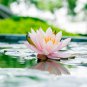 ymphaea Eldorado Asian Pink Lotus Pad Flower Pond 1 PCS Seeds
