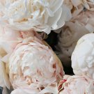 Yidianhong' Cream White Peony Flowers with Dark Red centre Flower 5 PCS Seeds Yidianhong' Cream White Peony Flowers with Dark Red centre Flower 5 PCS Seeds