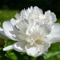 Yidianhong' Cream White Peony Flowers with Dark Red centre Flower 5 PCS Seeds