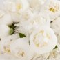 Yidianhong' Cream White Peony Flowers with Dark Red centre Flower 5 PCS Seeds