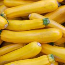 Yellow Zucchini Summer Squash Cucurbita Pepo Vegetable 8 PCS Seeds Yellow Zucchini Summer Squash Cucurbita Pepo Vegetable 8 PCS Seeds