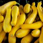 Yellow Zucchini Summer Squash Cucurbita Pepo Vegetable 8 PCS Seeds