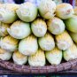Yellow Waxy Corn Vegetable 10 PCS Seeds