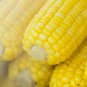 Yellow Waxy Corn Vegetable 10 PCS Seeds