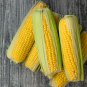 Yellow Waxy Corn Vegetable 10 PCS Seeds