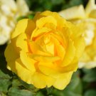 Yellow Upright Fragrant Tea Rose Shrub Garden Flower 50 PCS Seeds Yellow Upright Fragrant Tea Rose Shrub Garden Flower 50 PCS Seeds