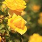 Yellow Upright Fragrant Tea Rose Shrub Garden Flower 50 PCS Seeds