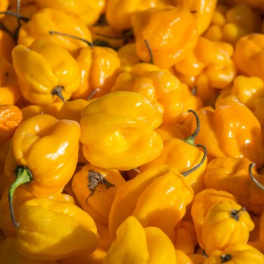 Yellow Trinidad Moruga Scorpion Chili Pepper 10 PCS Seeds