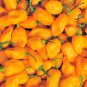 Yellow Trinidad Moruga Scorpion Chili Pepper 10 PCS Seeds
