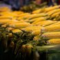 Yellow Sweet Corn Heirloom Organic Chullpi Corn 100 PCS Seeds