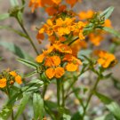 Yellow Siberian Wallflower Flower 50 PCS Seeds Yellow Siberian Wallflower Flower 50 PCS Seeds