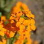 Yellow Siberian Wallflower Flower 50 PCS Seeds