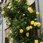 Yellow Short Climbing Rose 50 PCS Seeds