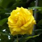 Yellow Short Climbing Rose 50 PCS Seeds