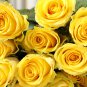 Yellow Rose Golden Celebration Aromatic 100 PCS Seeds