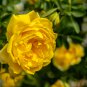 Yellow Rose Golden Celebration Aromatic 100 PCS Seeds