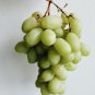 Yellow Red Cluster of Sweet Grape 100 PCS Seeds