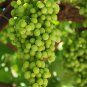 Yellow Red Cluster of Sweet Grape 100 PCS Seeds