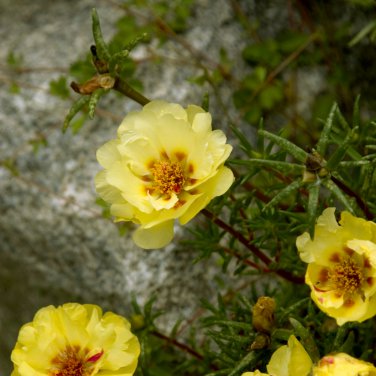 Yellow Portulaca Grandiflora 100 PCS Seeds