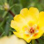 Yellow Portulaca Grandiflora 100 PCS Seeds