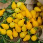Yellow 'Pear' Cherry Tomato 30 PCS Seeds