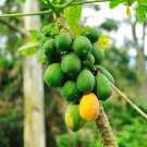Yellow Papaya Yellow Skin Organic Fruit 6 PCS Seeds Yellow Papaya Yellow Skin Organic Fruit 6 PCS Seeds