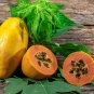 Yellow Papaya Yellow Skin Organic Fruit 6 PCS Seeds