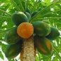 Yellow Papaya Yellow Skin Organic Fruit 6 PCS Seeds