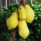 Yellow Papaya Tree Female 6 PCS Seeds