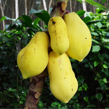 Yellow Papaya Tree Female 6 PCS Seeds