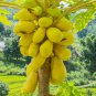 Yellow Papaya Tree Female 6 PCS Seeds
