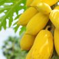 Yellow Papaya Tree Female 6 PCS Seeds