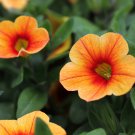 Yellow Orange Star Petunia 200 PCS Seeds